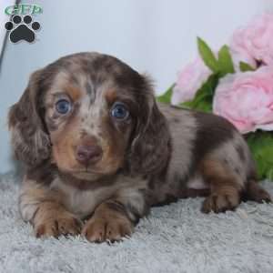 Rose, Dachshund Puppy